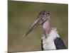 Marabou Stork (Leptoptilos Crumeniferus)-James Hager-Mounted Photographic Print