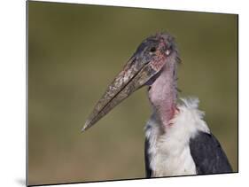 Marabou Stork (Leptoptilos Crumeniferus)-James Hager-Mounted Photographic Print