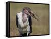 Marabou Stork (Leptoptilos Crumeniferus)-James Hager-Framed Stretched Canvas