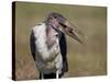 Marabou Stork (Leptoptilos Crumeniferus)-James Hager-Stretched Canvas