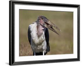 Marabou Stork (Leptoptilos Crumeniferus)-James Hager-Framed Photographic Print