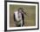 Marabou Stork (Leptoptilos Crumeniferus)-James Hager-Framed Photographic Print