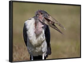 Marabou Stork (Leptoptilos Crumeniferus)-James Hager-Framed Photographic Print