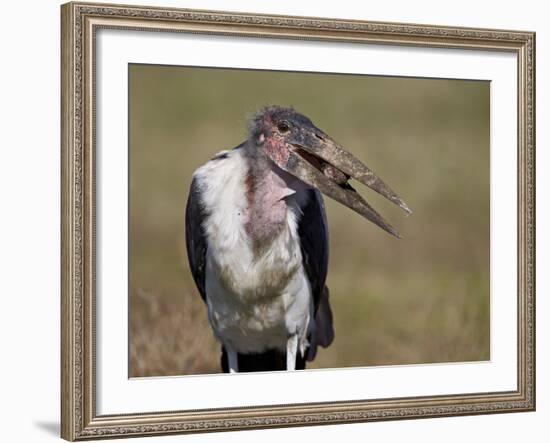 Marabou Stork (Leptoptilos Crumeniferus)-James Hager-Framed Photographic Print