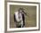 Marabou Stork (Leptoptilos Crumeniferus)-James Hager-Framed Photographic Print