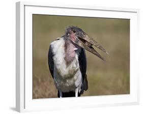 Marabou Stork (Leptoptilos Crumeniferus)-James Hager-Framed Photographic Print