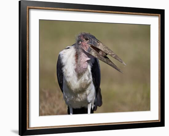 Marabou Stork (Leptoptilos Crumeniferus)-James Hager-Framed Photographic Print