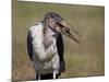 Marabou Stork (Leptoptilos Crumeniferus)-James Hager-Mounted Photographic Print