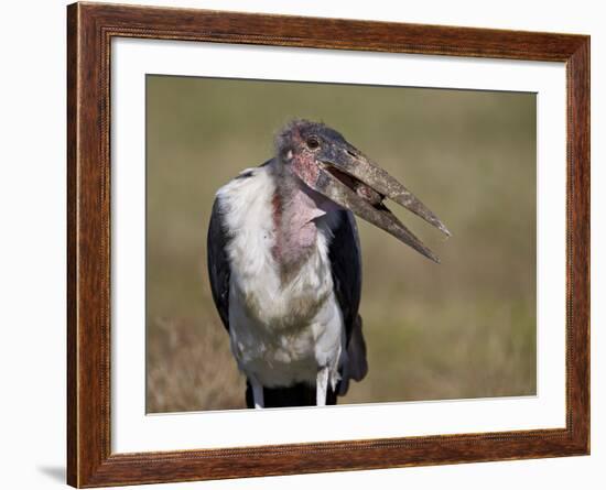 Marabou Stork (Leptoptilos Crumeniferus)-James Hager-Framed Photographic Print