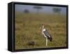 Marabou Stork (Leptoptilos Crumeniferus)-James Hager-Framed Stretched Canvas