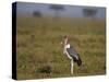 Marabou Stork (Leptoptilos Crumeniferus)-James Hager-Stretched Canvas