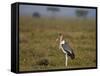 Marabou Stork (Leptoptilos Crumeniferus)-James Hager-Framed Stretched Canvas