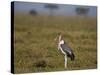 Marabou Stork (Leptoptilos Crumeniferus)-James Hager-Stretched Canvas