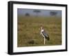 Marabou Stork (Leptoptilos Crumeniferus)-James Hager-Framed Photographic Print