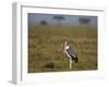 Marabou Stork (Leptoptilos Crumeniferus)-James Hager-Framed Photographic Print