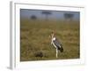 Marabou Stork (Leptoptilos Crumeniferus)-James Hager-Framed Photographic Print