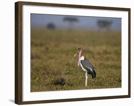 Marabou Stork (Leptoptilos Crumeniferus)-James Hager-Framed Photographic Print