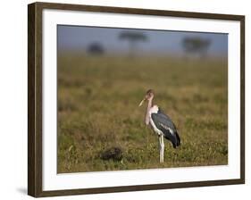 Marabou Stork (Leptoptilos Crumeniferus)-James Hager-Framed Photographic Print