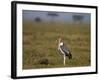 Marabou Stork (Leptoptilos Crumeniferus)-James Hager-Framed Photographic Print