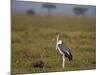 Marabou Stork (Leptoptilos Crumeniferus)-James Hager-Mounted Photographic Print