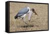 Marabou Stork Will Full Gllett-Hal Beral-Framed Stretched Canvas
