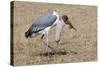 Marabou Stork Will Full Gllett-Hal Beral-Stretched Canvas