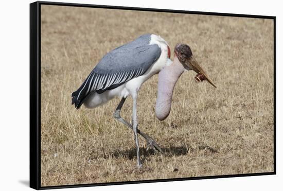 Marabou Stork Will Full Gllett-Hal Beral-Framed Stretched Canvas