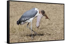 Marabou Stork Will Full Gllett-Hal Beral-Framed Stretched Canvas