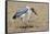 Marabou Stork Will Full Gllett-Hal Beral-Framed Stretched Canvas