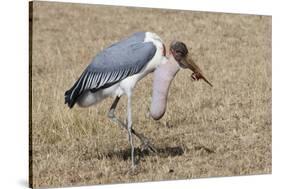 Marabou Stork Will Full Gllett-Hal Beral-Stretched Canvas