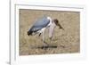 Marabou Stork Will Full Gllett-Hal Beral-Framed Photographic Print