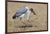 Marabou Stork Will Full Gllett-Hal Beral-Framed Photographic Print