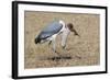 Marabou Stork Will Full Gllett-Hal Beral-Framed Photographic Print