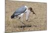 Marabou Stork Will Full Gllett-Hal Beral-Mounted Photographic Print