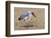 Marabou Stork Will Full Gllett-Hal Beral-Framed Photographic Print