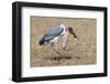 Marabou Stork Will Full Gllett-Hal Beral-Framed Photographic Print