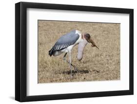 Marabou Stork Will Full Gllett-Hal Beral-Framed Photographic Print