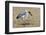 Marabou Stork Will Full Gllett-Hal Beral-Framed Photographic Print