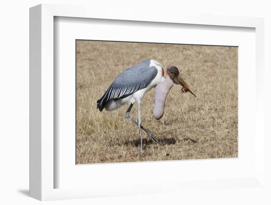 Marabou Stork Will Full Gllett-Hal Beral-Framed Photographic Print