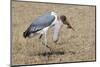 Marabou Stork Will Full Gllett-Hal Beral-Mounted Photographic Print