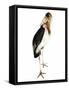 Marabou Stork-Martin Harvey-Framed Stretched Canvas