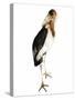 Marabou Stork-Martin Harvey-Stretched Canvas