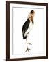 Marabou Stork-Martin Harvey-Framed Photographic Print