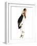 Marabou Stork-Martin Harvey-Framed Photographic Print