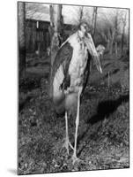 Marabou Stork-null-Mounted Photographic Print