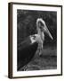 Marabou Stork-null-Framed Photographic Print