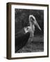 Marabou Stork-null-Framed Photographic Print