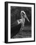 Marabou Stork-null-Framed Photographic Print