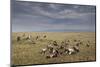 Marabou Storks and Whitebacked Vultures at Wildebeest Carcass-Paul Souders-Mounted Premium Photographic Print