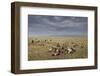 Marabou Storks and Whitebacked Vultures at Wildebeest Carcass-Paul Souders-Framed Photographic Print